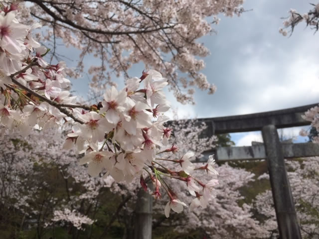 竈門神社の桜