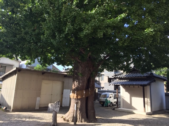 姪浜住吉神社のご神木（いちょう）
